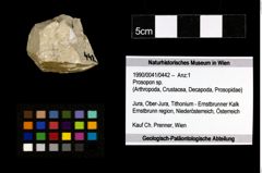 Foto (Objekt + Etiketten) von Prosopon sp. 